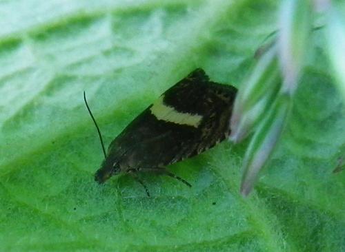 Dichrorampha petiverella